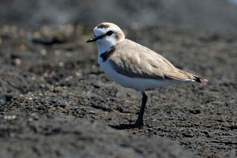 Strandplevier